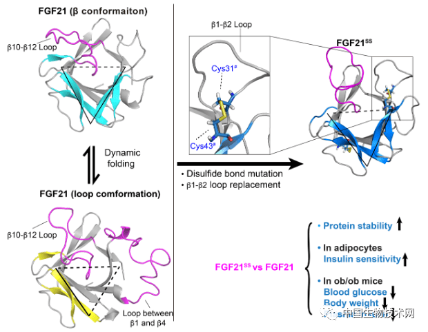 fgf21结构动态性以及fgf21ss蛋白质工程改造示意图 文章链接 返回搜