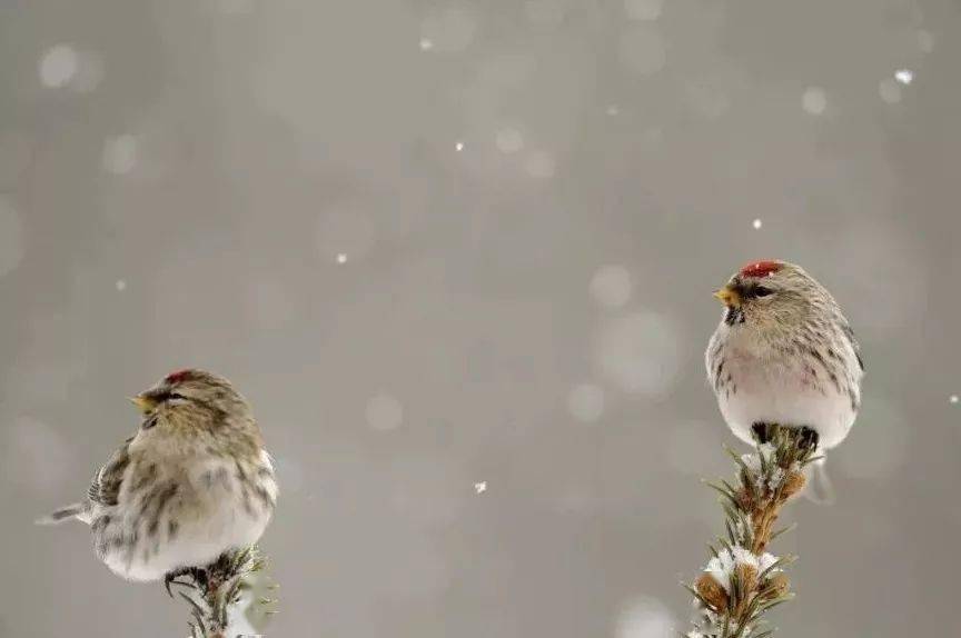 巢鸟什么成语_成语故事简笔画(5)