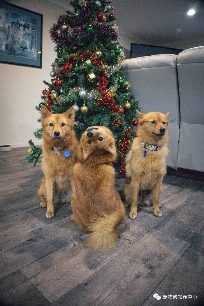 狐狸犬骨骼清奇,靠这个姿势在合照中夺人眼球,猛一看吓一跳!