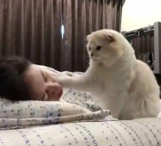 猫咪见女主人睡着了,它伸出爪子温柔地叫主人起床,太