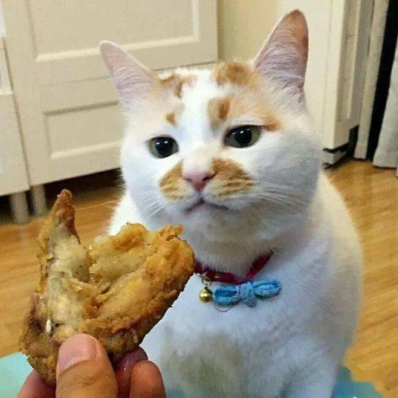 人可以吃猫粮吗 0fc032c61b334449ac83ef80b2441fc7.jpeg