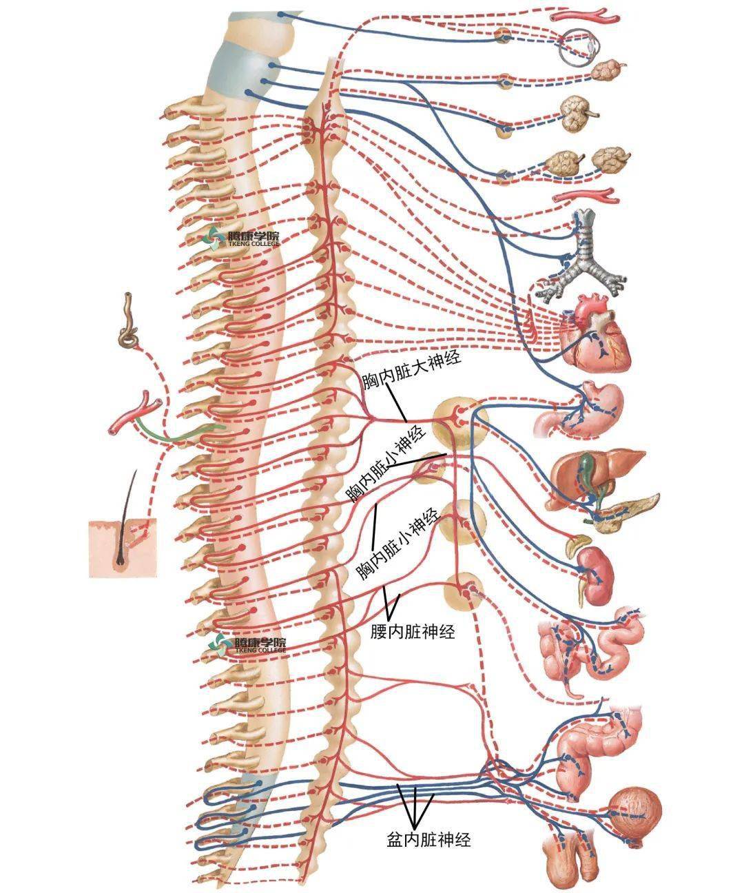 内脏神经的解剖Ⅰ_手机搜狐网
