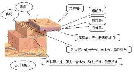 首先我们要从我们的皮肤组织结构说起啦!你有这种情况吗?