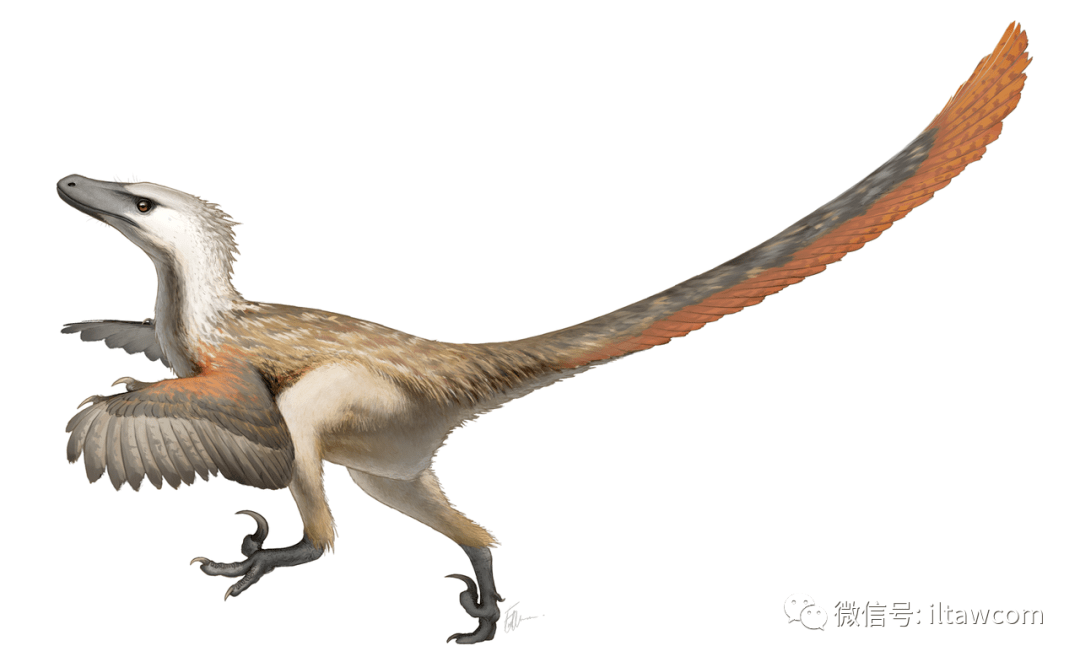 龙科 dromaeosauridae 属:伶盗龙属 velociraptor  模式种 蒙古伶盗龙