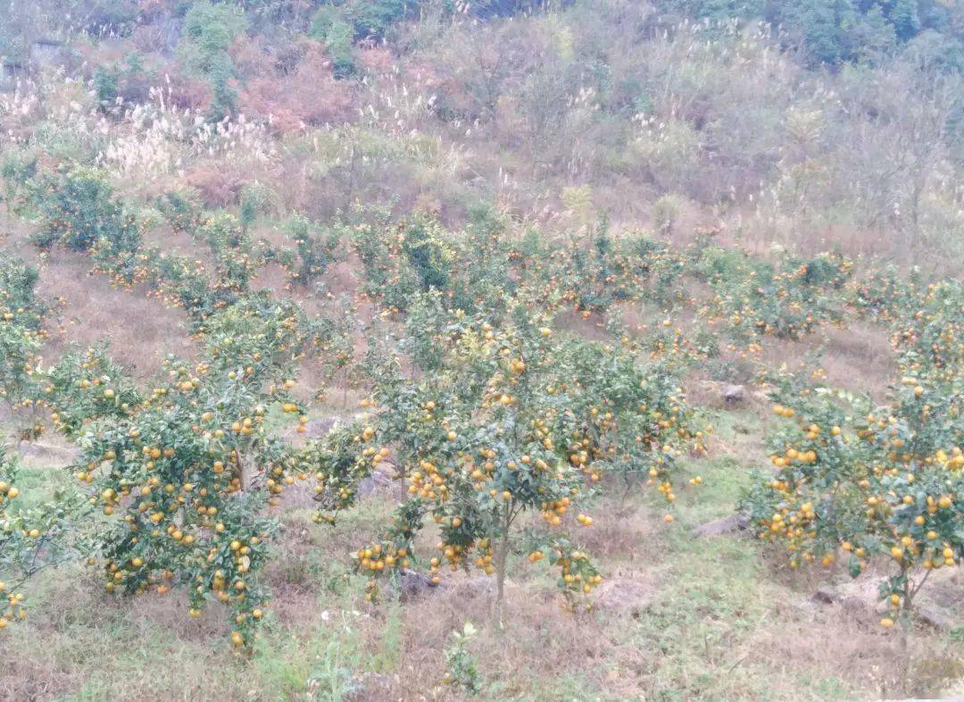 西秀区新场乡有多少人口