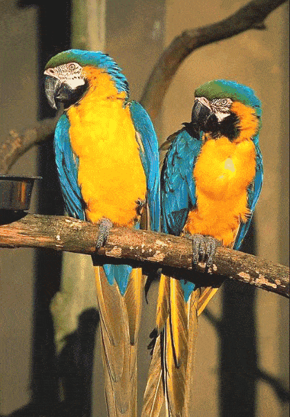 420_605 竖版 竖屏