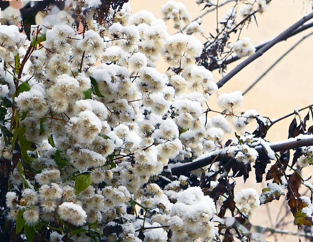 浙江杭州：江南山村瑞雪兆丰年