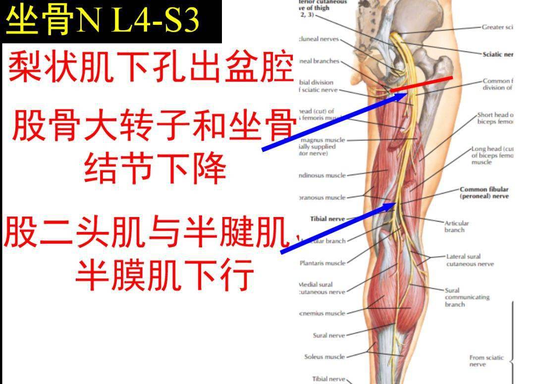 在臀大肌深面向下行,依次横过闭孔内肌,上下孖肌及股方肌的后方,支配