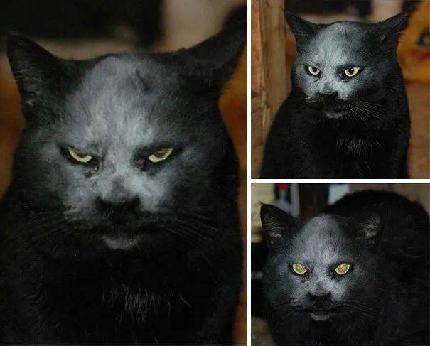20张照片证明,猫比你想象的要可怕!_鬼猫