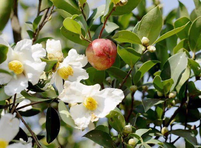 油茶树保花保果技术