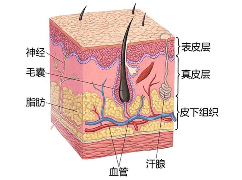 皮肤组织结构图
