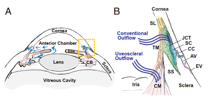 图1. 人类房水流出途径