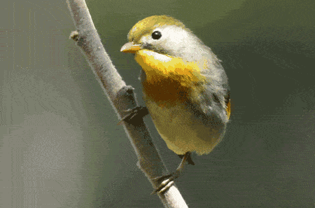 9bde2243033f48d8904a6b9f8d09a47b.gif