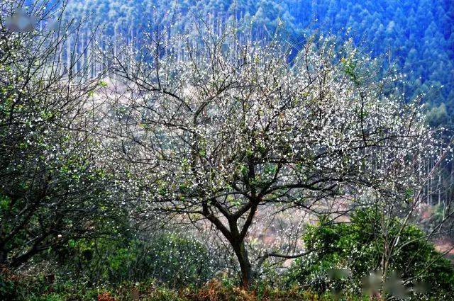 踏"雪"寻梅,第九届天露山梅花节,六祖故里寒梅香!
