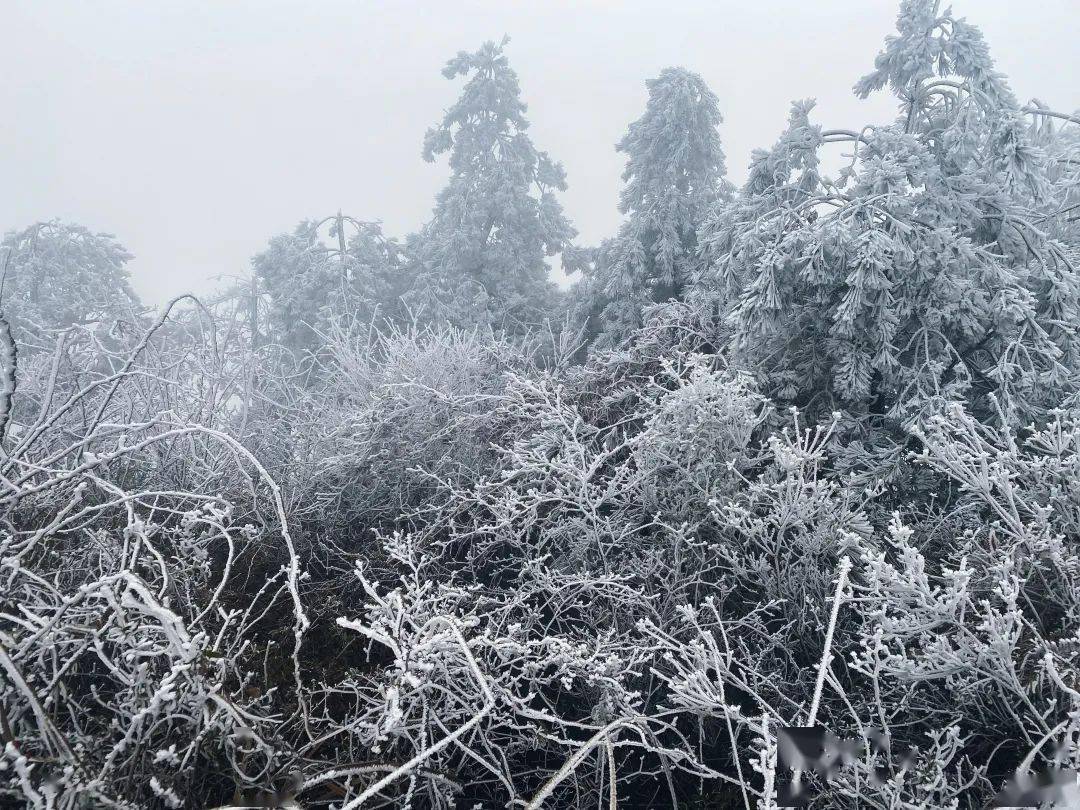 寿宁下雪啦刷爆了寿宁人的微信圈
