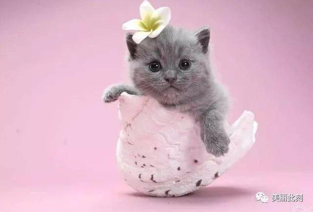 冬季怎么养猫 4f7c824524534c4baa62a2fa9e45ae7c.jpeg