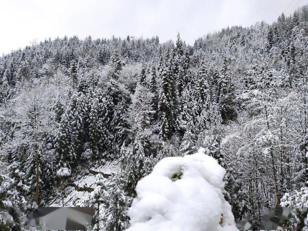 绵阳城区下雪了!绵阳各地都在下!雪!好大!