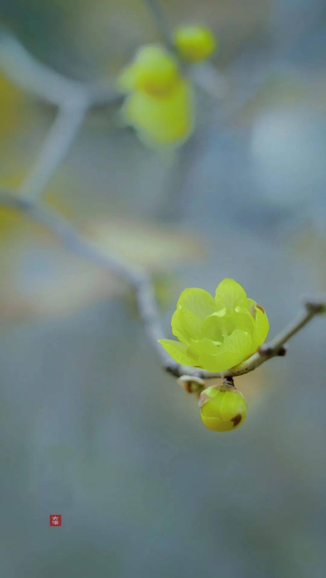 花卉·虞城 | 这朵"小黄花"才是这个季节的主角