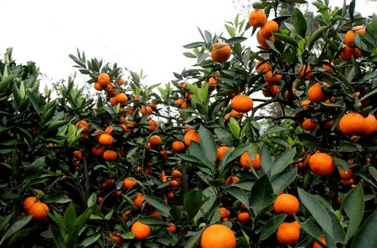550×362
