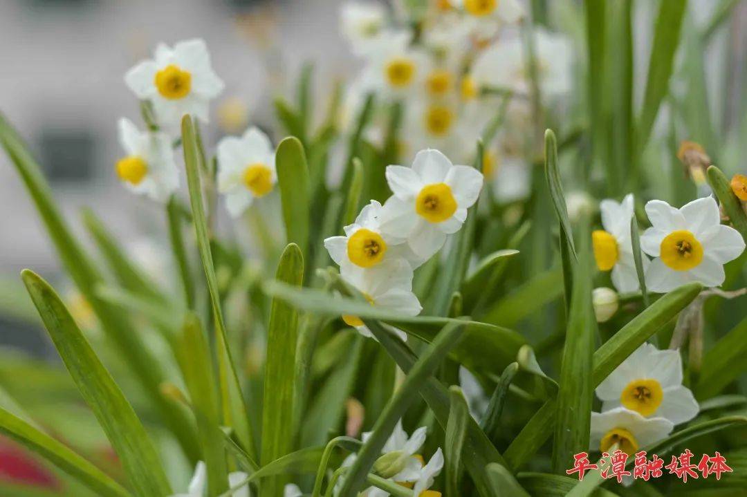 打卡平潭水仙花海！感受“国家级”迎宾花风姿