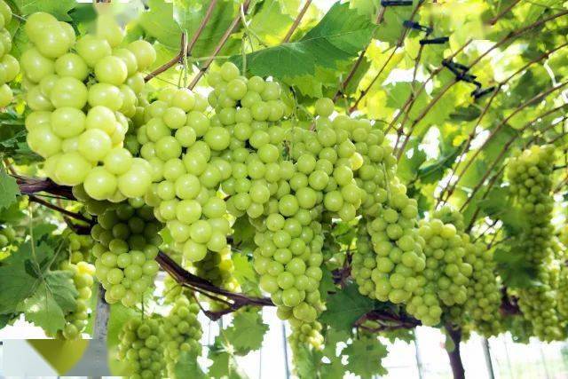 如何种植葡萄根 f083d20c5ff940caa83ee706558c44d6.jpeg