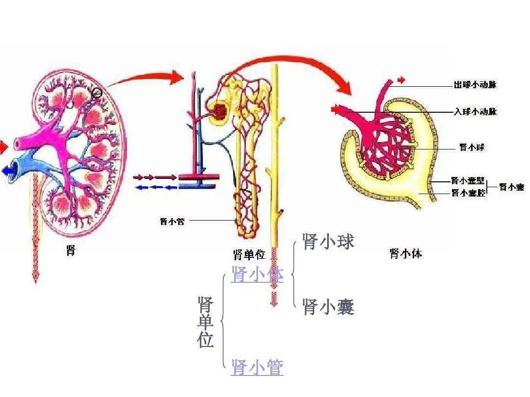 肾单位由肾小体及与之相连接的肾小管构成.