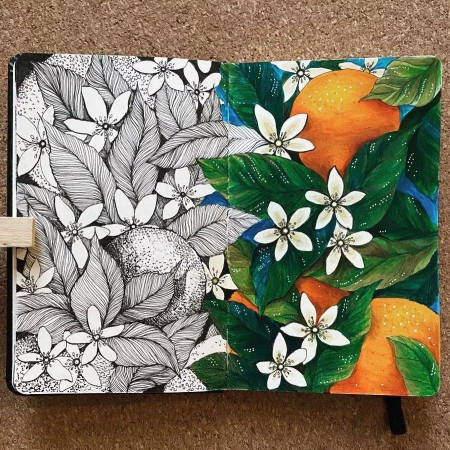 线稿的无穷魅力~彩铅与线稿的对比作品欣赏_昙花