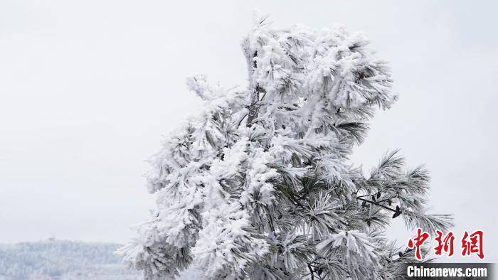 贵州龙里大草原出现雾凇景观 宛如冰雪世界