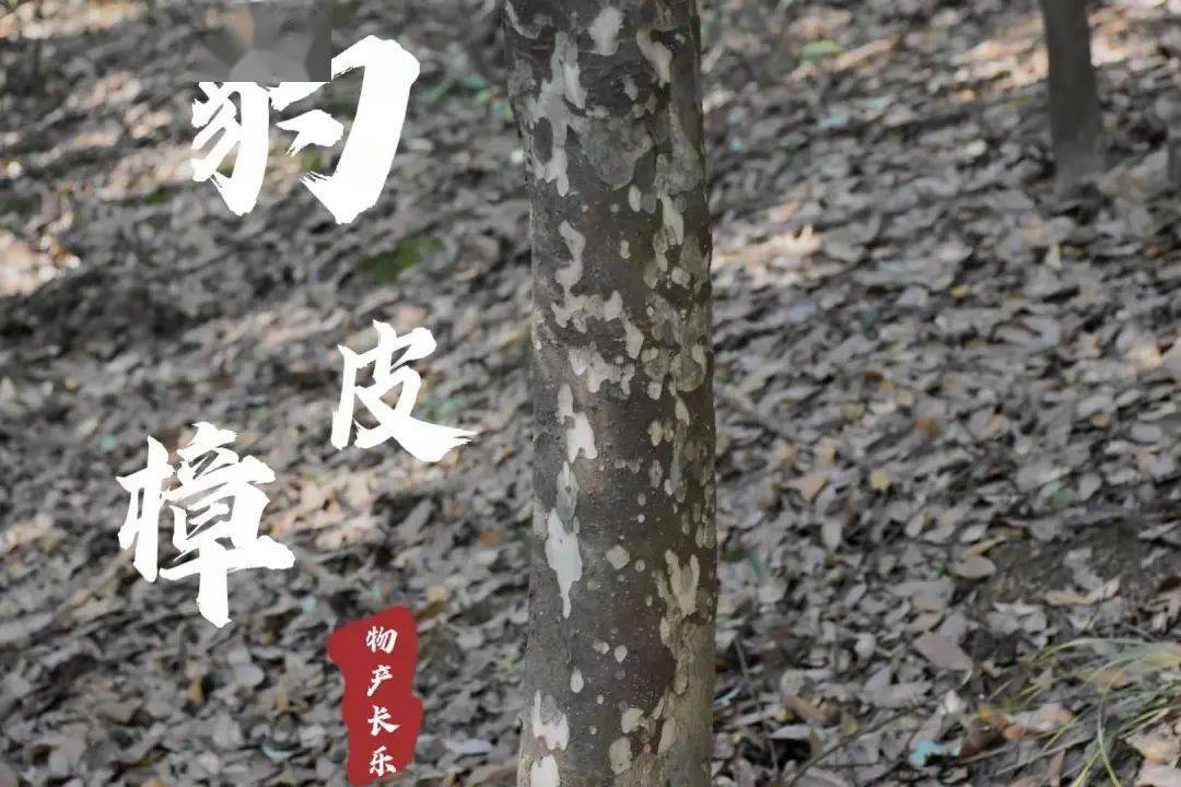 人均木毛(3)
