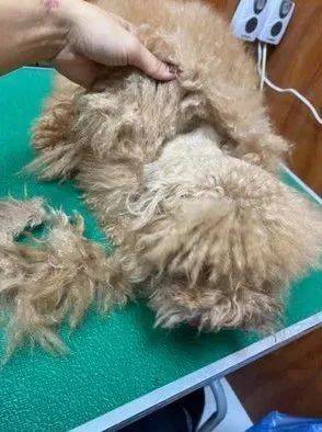 穿著漂亮衣服的貴賓來做美容，可脫下衣服後，美容師嚇一跳... 萌趣萌寵 第1张