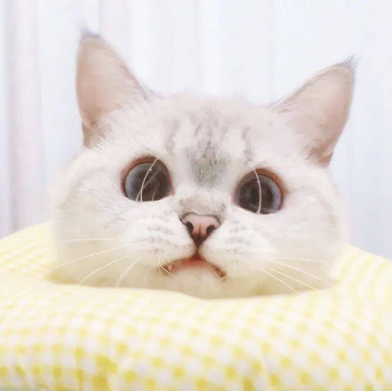 可爱萌宠猫咪头像|一如既往 万事胜意