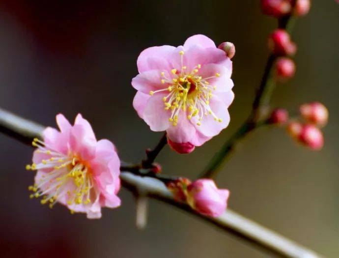 赏心只有两三枝,几点梅花最可人!