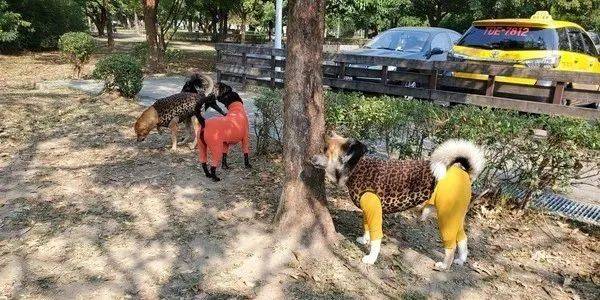 為6隻愛犬買了同款新衣服，結果出門發現撞衫了... 萌趣萌寵 第5张