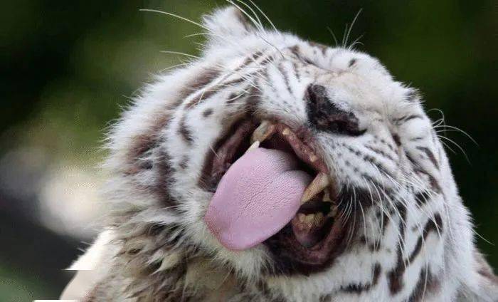 什么动物能打赢老虎 08d69d18ee0f4919b3a5f7009b3ca916.jpeg