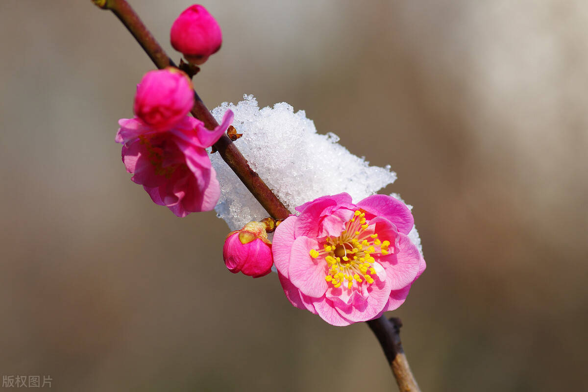 "不经苦寒花难开"的品种,下雪也别搬进屋,冻冻更娇艳