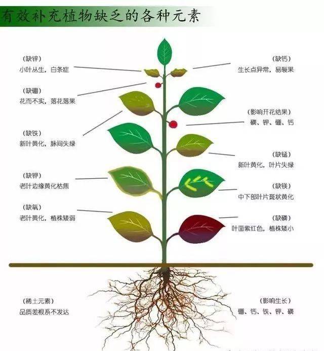 氮磷钾的作用能随口说出的歌诀来啦!