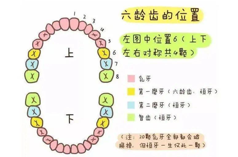 六龄齿也称为第一恒磨牙,是小朋友们在六周岁时萌出的第一颗恒牙.