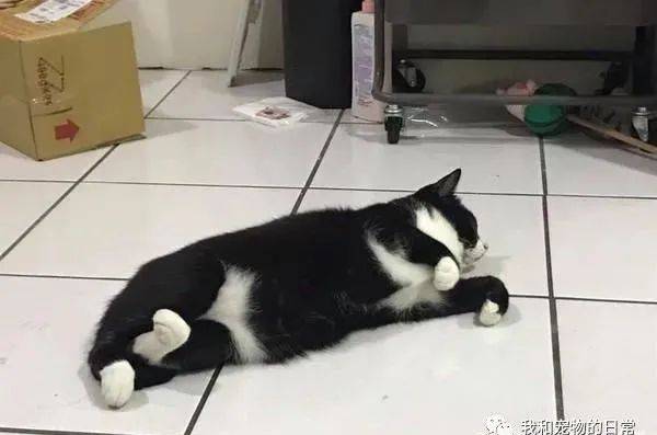 宾士猫侧躺露出肚肚的模样亮了,网笑:这也太撩人了啦!