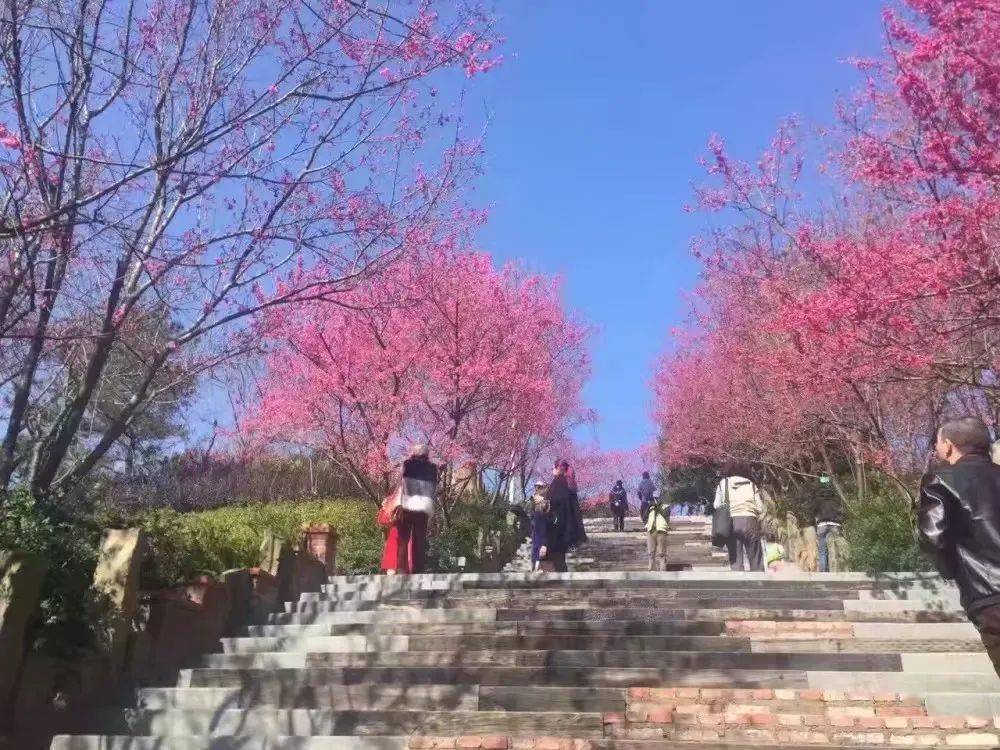 多次亮相央视!福建这里获评"最美樱花胜地",10万多株樱花美哭了!