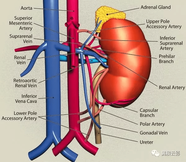 这是小编见过最好的关于肾血管影像学表现的文献,文章对肾动脉,静脉的