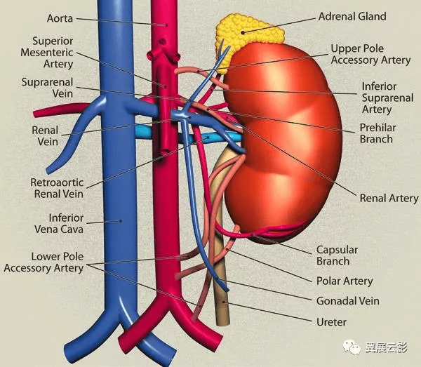 24张图汇总「肾血管」常见病变的影像学表现_静脉