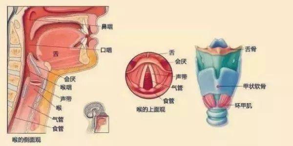 急性会厌炎是耳鼻咽喉科的急重症之一,儿童及成人皆可发生,男性多于