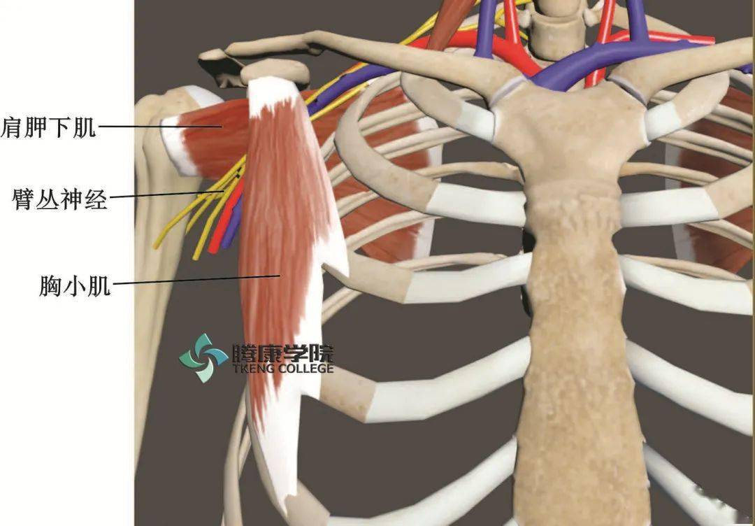 struthers弓上臂内侧肌间隔形成弓形筋膜结构,深面即为尺神经,治疗