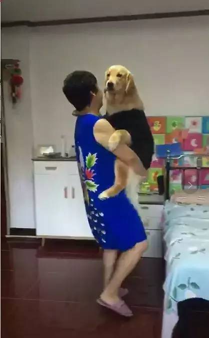 媽媽當初死活不同意我養狗，可餵養四個月後，金毛就不是我的了！ 萌趣萌寵 第2张