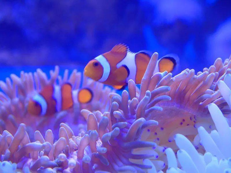趣味海洋丨小丑鱼是雌雄同体?带你了解"尼莫"的小秘密!