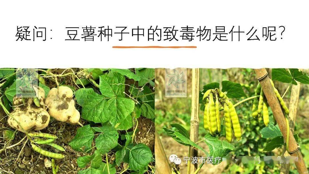 这个毛豆不一般一例豆薯种子中毒案例分享