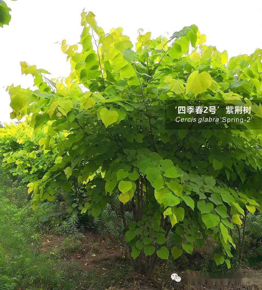 丛生金叶紫荆树,分枝6-8根,树高2.5-3米,冠幅2-2.5米