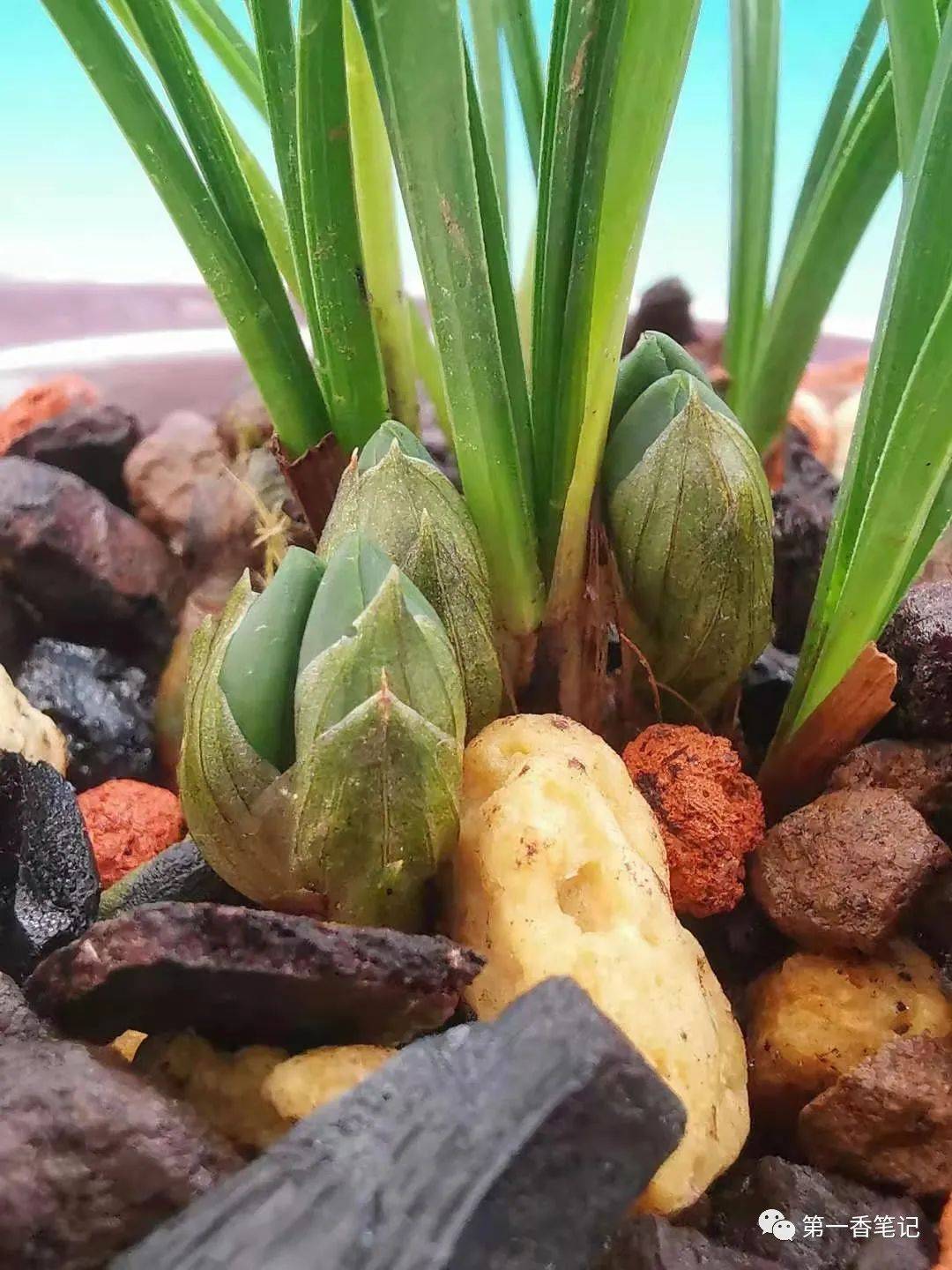 就不能有极品面世来打破东部传统铭品的影响力?