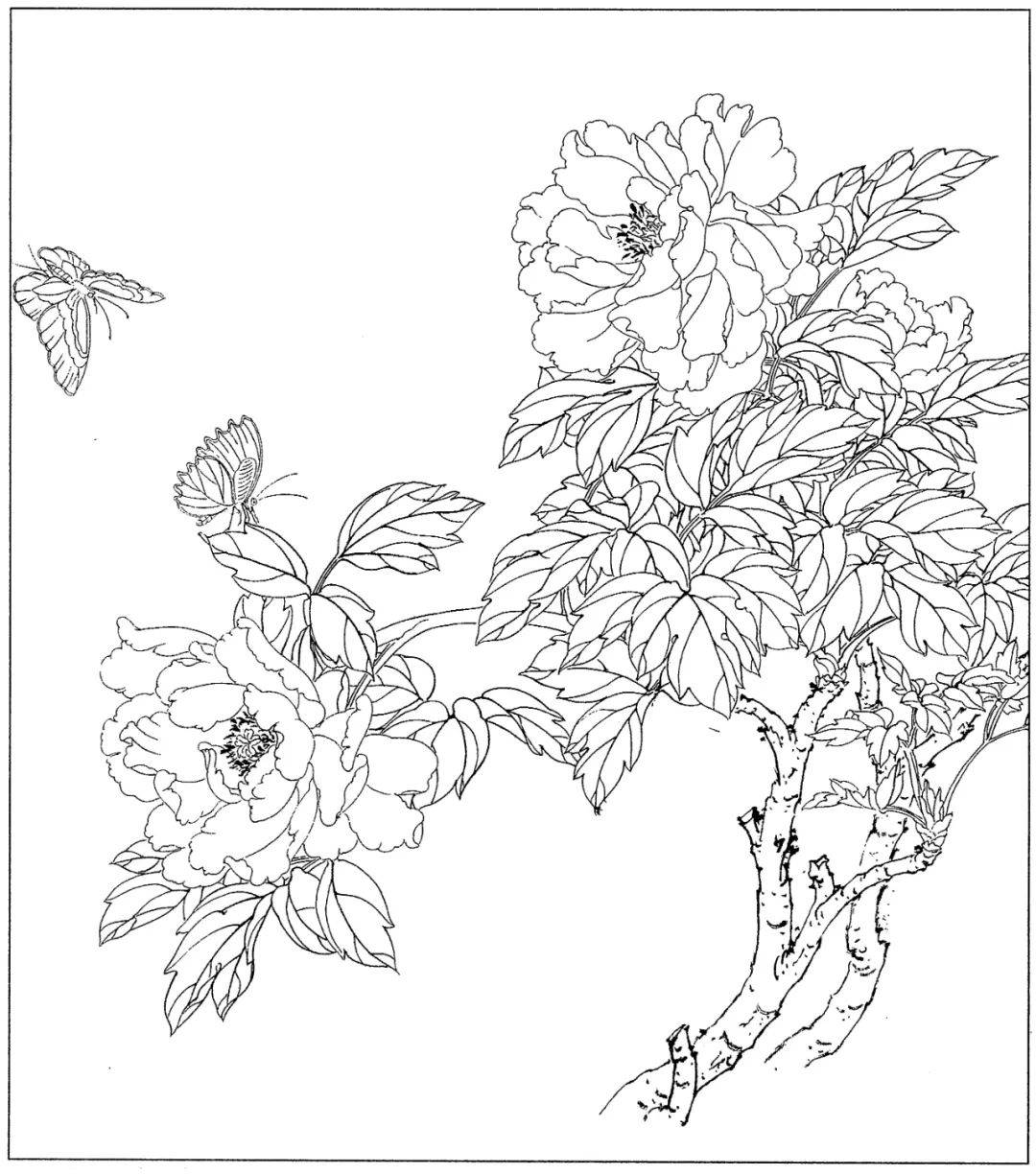花卉白描线稿分享给你,简单易学,收藏起来临摹