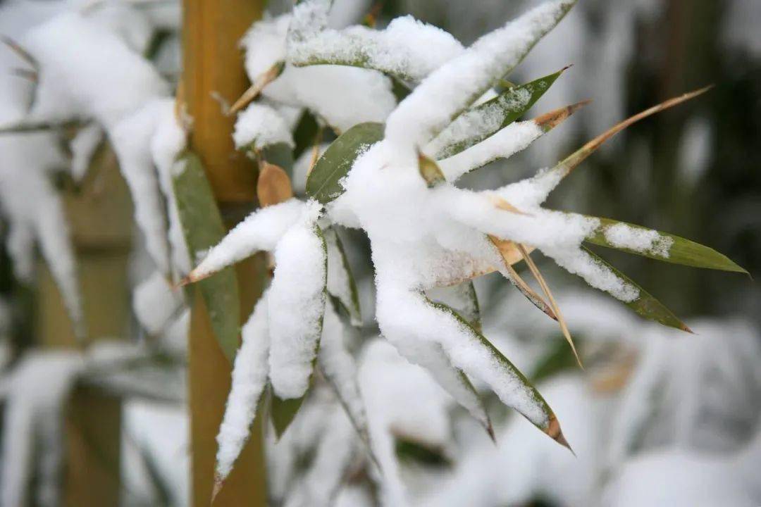 雪中竹,就是最美的冬日风景!_竹子